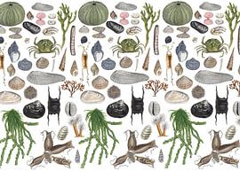 Beaches on the beach