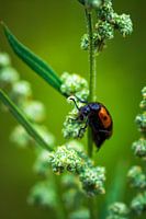 Red beetle