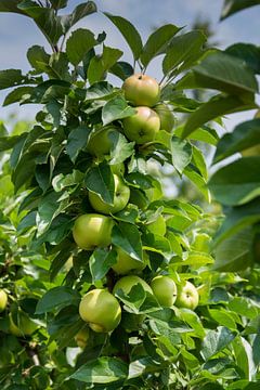 green apples on tree in Holland