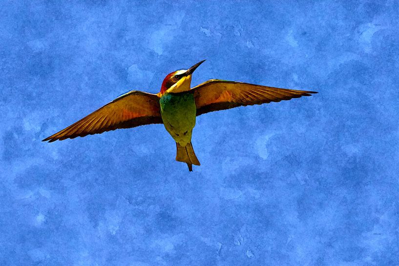 Watercolour bee-eater in flight by Andreas Müller