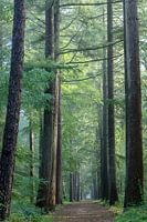 Bomen laantje in het Zeisterbos! Laantje zonder eind!