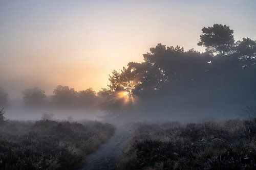 Wolfhezerheide part 90