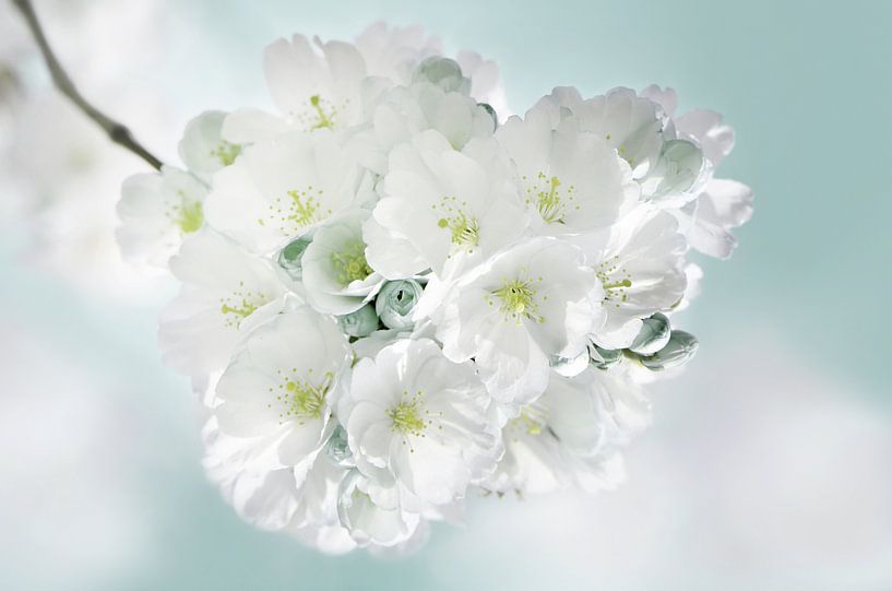 Frühling von Violetta Honkisz