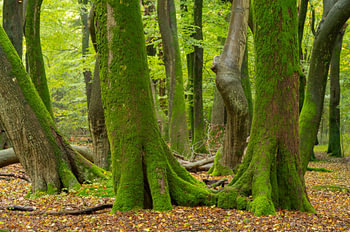 Dancing trees in the Speulderbos