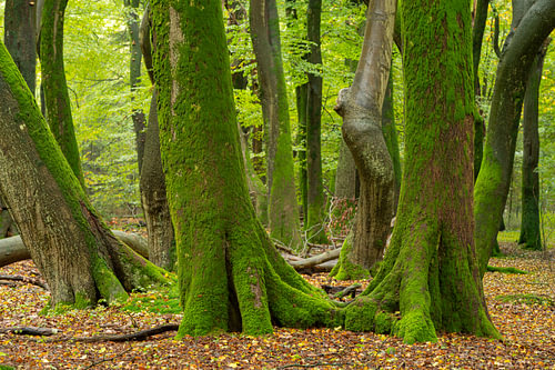 Dancing trees in the Speulderbos