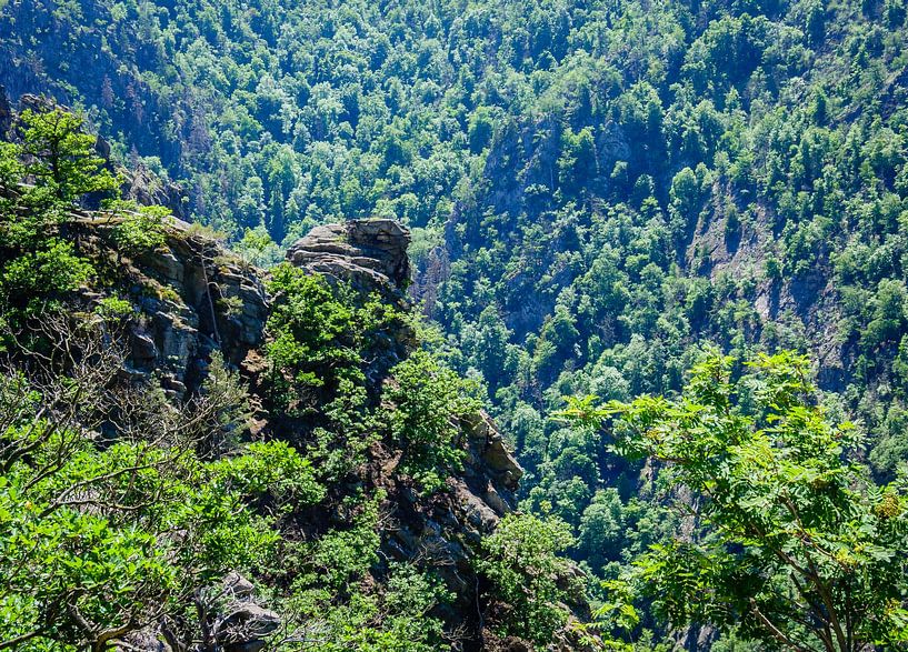 Rocks with forest in the Harz National Park by Animaflora PicsStock