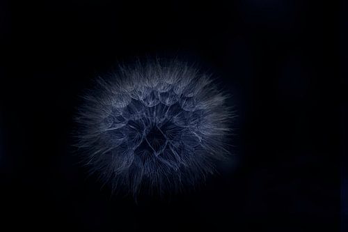 Métamorphose sur D. Henriquez