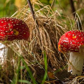 rode paddenstoel in herfstbos van Patrick Herzberg