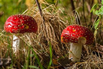 rode paddenstoel in herfstbos van Patrick Herzberg