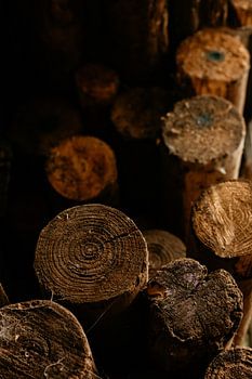 Boomstammen in het bos