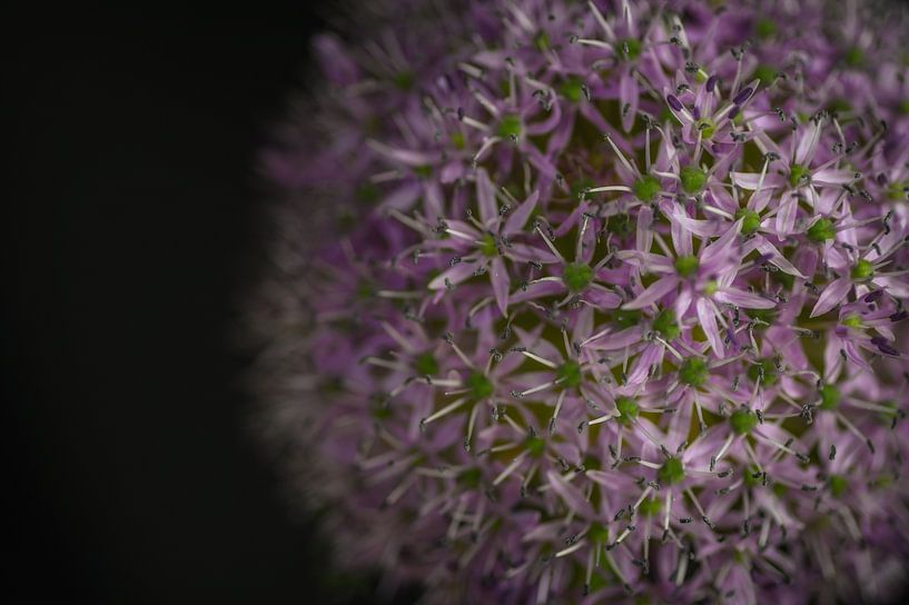Allium Giganteum by Wim van de Water