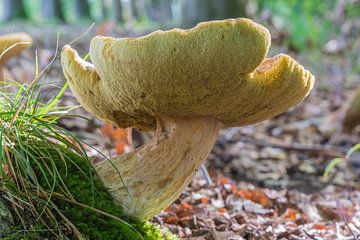 Paddestoel Eekhoorntjesbrood, Boletis Edulis van Tonko Oosterink