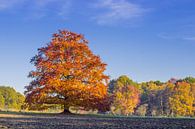 Red beech in autumn colours by Heleen van de Ven thumbnail
