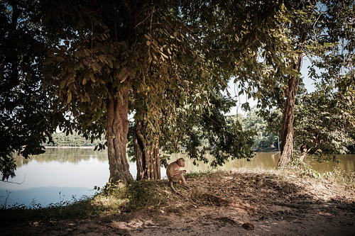 Capuchin monkey sitting under a tree