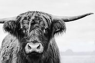Porträt einer schottischen Highlander-Kuh in Schwarz-Weiß / Rinder von KB Design & Photography (Karen Brouwer) Miniaturansicht