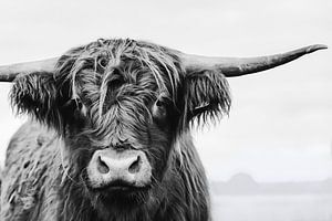 Porträt einer schottischen Highlander-Kuh in Schwarz-Weiß / Rinder