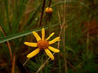Jacobaea aquatica