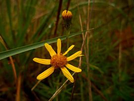 Jacobaea aquatica by Fowler Fotografie