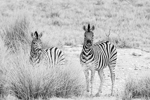Nieuwsgierige zebra's in zwart wit | Natuurfotografie Wildlife Afrika van Monique Tekstra-van Lochem