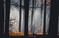 Misty morning in the woods Laurabos van Peschen Photography thumbnail