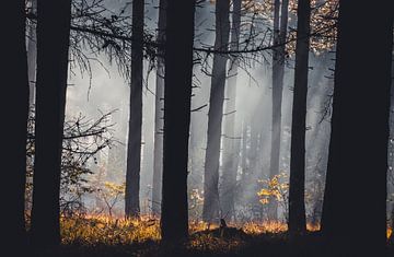 Misty morning in the woods Laurabos van Peschen Photography