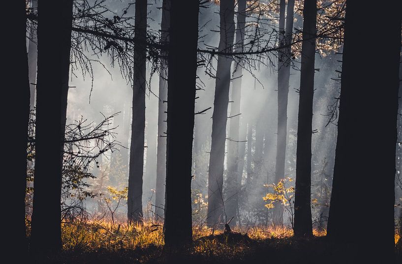 Un matin brumeux dans les bois par Peschen Photography