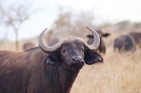 Portret van een Buffel