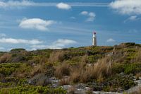 The Lighthouse