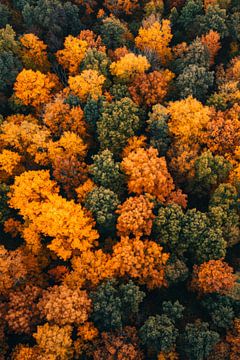 Autumnal treetops by Poster Art Shop
