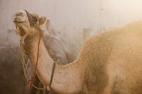 Camel in the morning