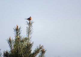 Tick by Tije Mählmann