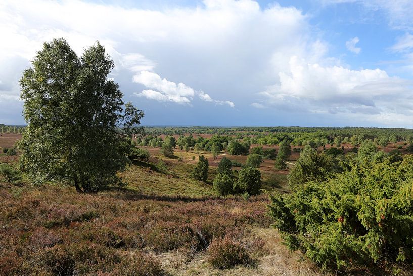 Het landschap van de Lüneburger Heide op de Wilseder Berg van Karina Gebert