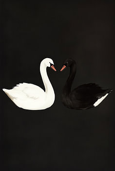 Opposing Swans