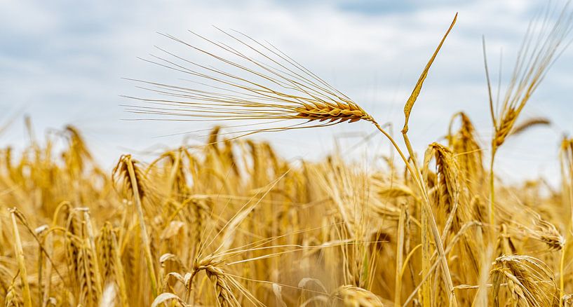 Food to be. by Jolanda Bosselaar