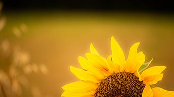 De heldere zonnebloem