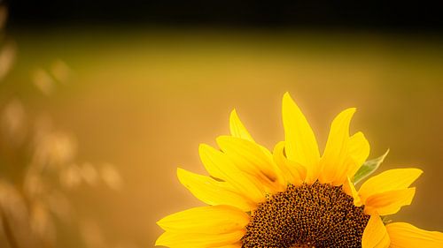 De heldere zonnebloem