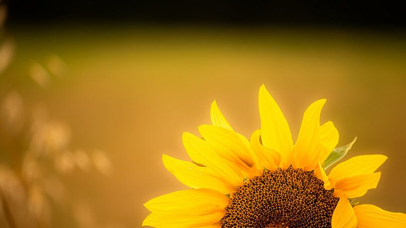 Le tournesol lumineux par Tim Zentgraf