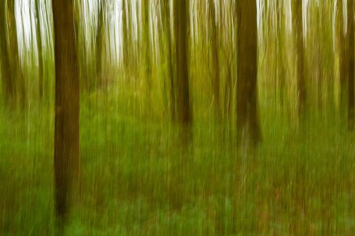 Still seeing the forest for the trees (ICM photo, abstract)