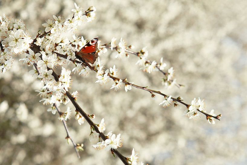 Monarch vlinder van Nathalie Baars