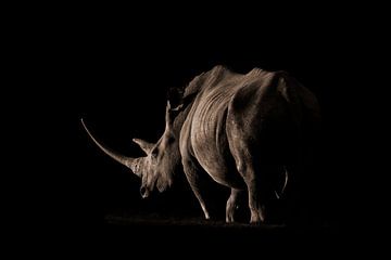 Rhino in the evening sun by Awesome Wonder