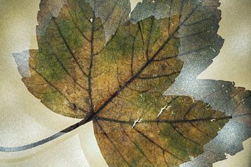 Herfst blad van een boom in natuurtinten van Lisette Rijkers