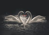 Cygne