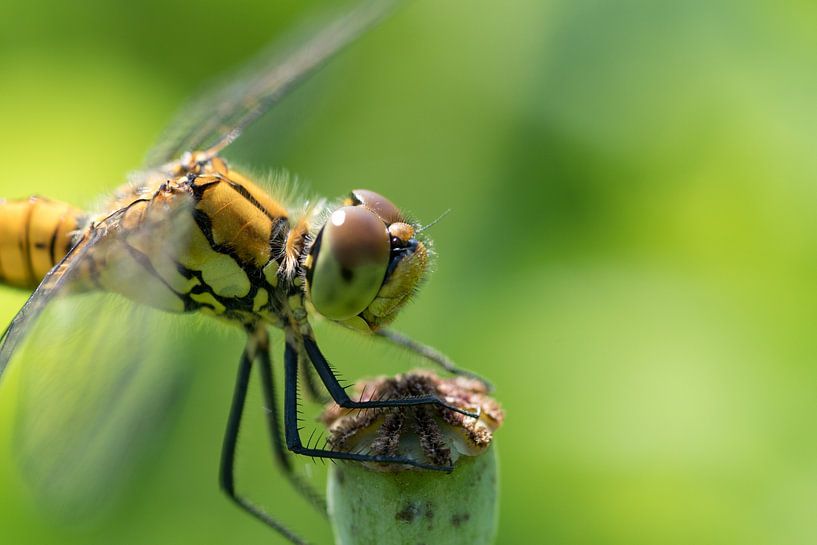 Blutrote Heidelibelle auf Mohnkugel von Ivonne Fuhren- van de Kerkhof