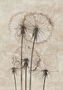 Bloemenschilderij Paardenbloem | Silent Dance of the Dandelions van Modern Collection thumbnail