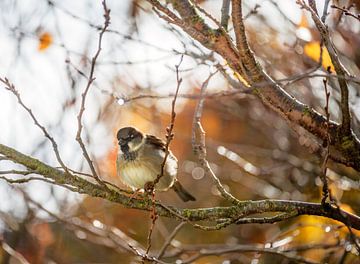 Field sparrow on a tree by ManfredFotos