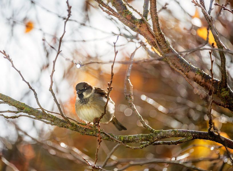 Feldspatz auf einem Baum von ManfredFotos