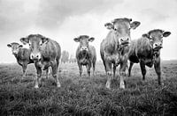 Limousin koeien