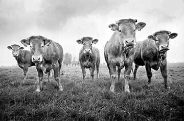 Limousin koeien van Kurt Schraepen