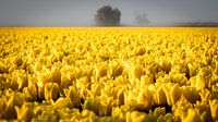 Gelbes Tulpenfeld im Morgennebel