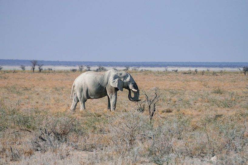 Fressender Elefant von Merijn Loch